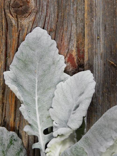 DUSTY MILLER   GRAY GREENS